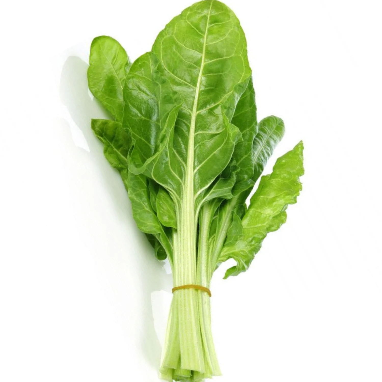 Lebanon Green Chard, Bunch